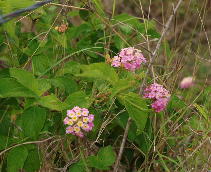 Image of lantana