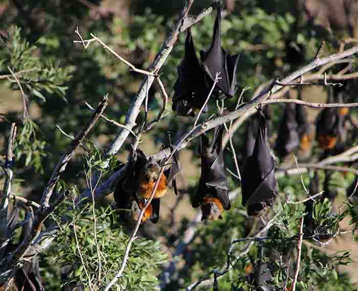 Image of flying-foxes in a tree